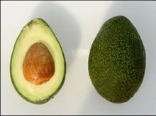 Bacon Avocado Tree, Semi-Cold Hardy, Grafted Fruit Trees 103-Pine Island Nursery 