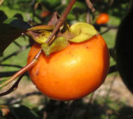 Fuyu Persimmon Tree, 2-3 Feet Tall for Sale from Florida