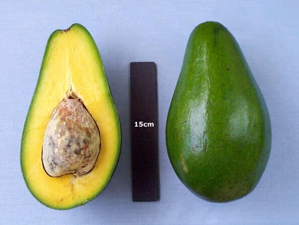 Pollock Avocado Tree, Grafted Fruit Trees 102-Zill High Performance Plants 