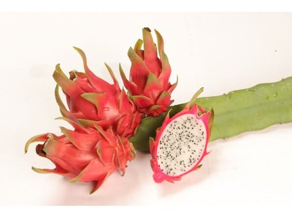 Dragon Fruit, Pitaya, David Bowie, White Fruit Trees 103-Pine Island Nursery 