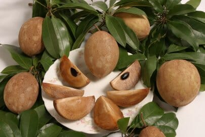 Molix Nispero Tree Grafted Fruit Trees 100-Carlos Tropical Fruits