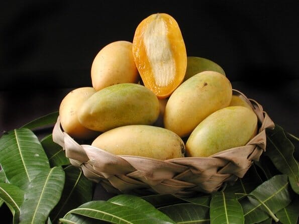 Lemon Meringue [Pu Pyu Kalay] Grafted Mango Tree Fruit Trees 103-Pine Island Nursery