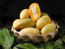 Lemon Meringue [Pu Pyu Kalay] Grafted Mango Tree Fruit Trees 103-Pine Island Nursery