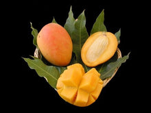 Edward Mango Tree, Grafted 102-Zill High Performance Plants 