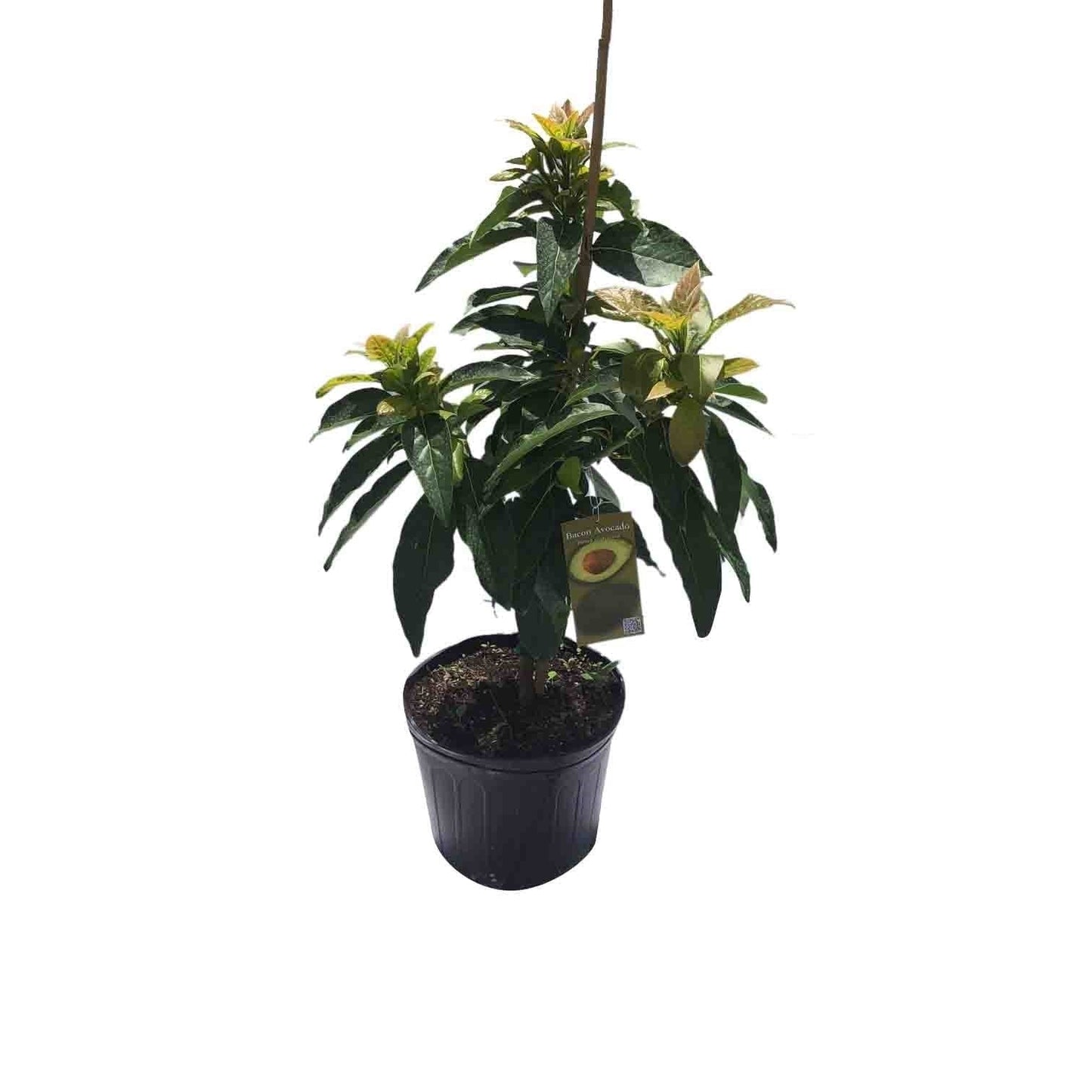Lila Avocado Tree, Semi-Cold Hardy, Grafted, 3 Gal Container from Florida