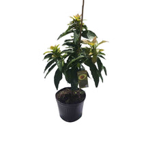 Load image into Gallery viewer, Lila Avocado Tree, Semi-Cold Hardy, Grafted, 3 Gal Container from Florida
