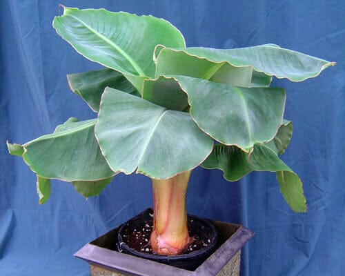 Little Prince Plant Banana Musa Hybrid 118-Agri-Starts Inc