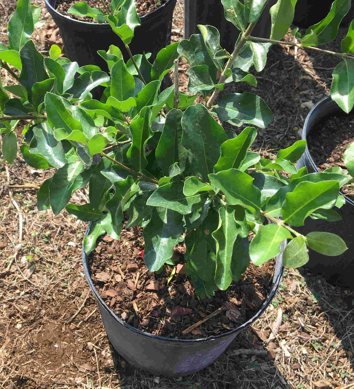Barbados Acerola Cherry Tree – Everglades Farm