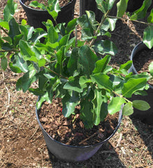 Barbados Cherry, Acerola, Guyana Cherry Tree, 3-gal Container from Florida Fruit Trees Everglades Farm 