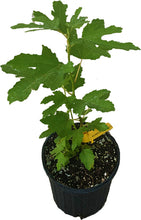 Load image into Gallery viewer, Dwarf Fig Tree &quot;Beer&#39;s Black&quot; Plant, Self-Pollinating, High Producer
