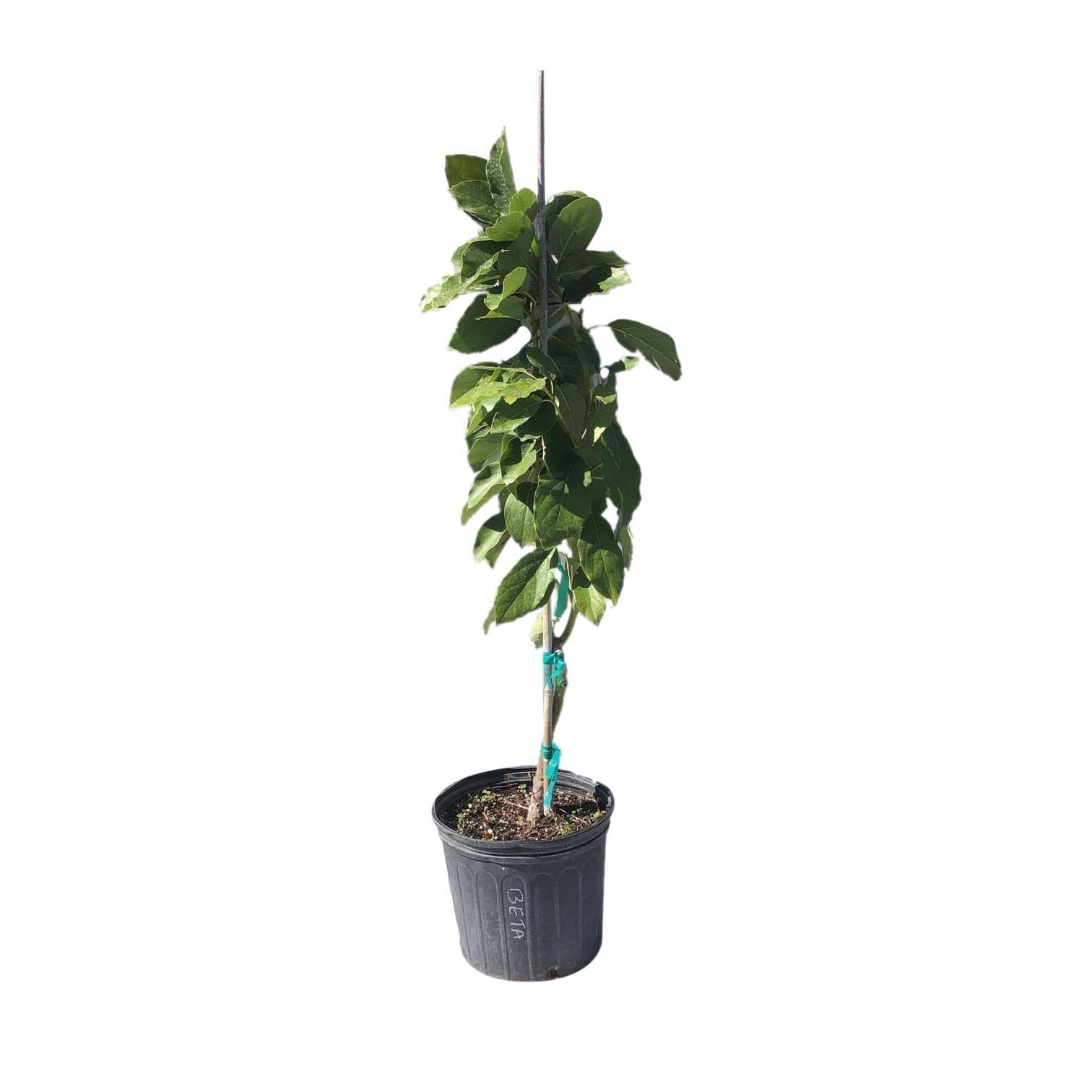 Beta Avocado Tree, Grafted, 3 Gal Container from Florida