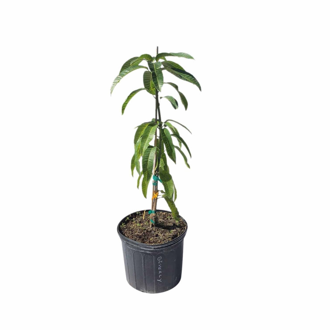 Beverly Mango Tree, Grafted, 3 Gal Container from Florida