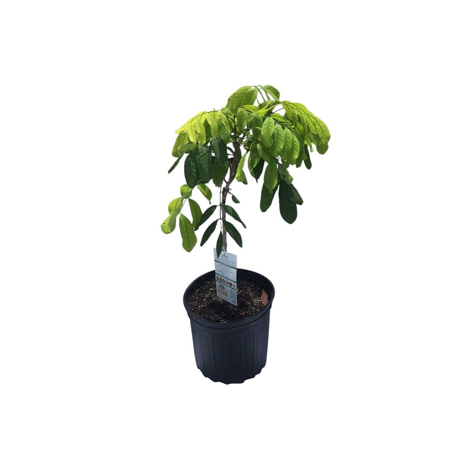 Free shipping air layered kohala longan tree - LIVE PLANT - 2 to 3 2024 ft tall ship in 3 gallon pot