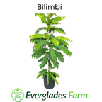Bilimbi Tree, Fast Growing Fruit Trees 111-Lalo Melo 