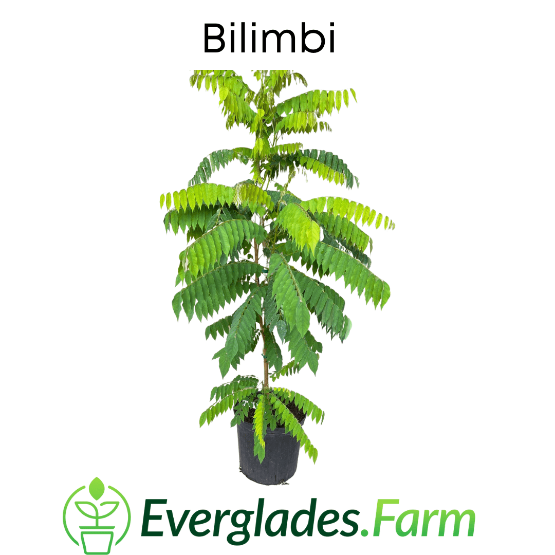Bilimbi Tree, Fast Growing Fruit Trees 111-Lalo Melo 