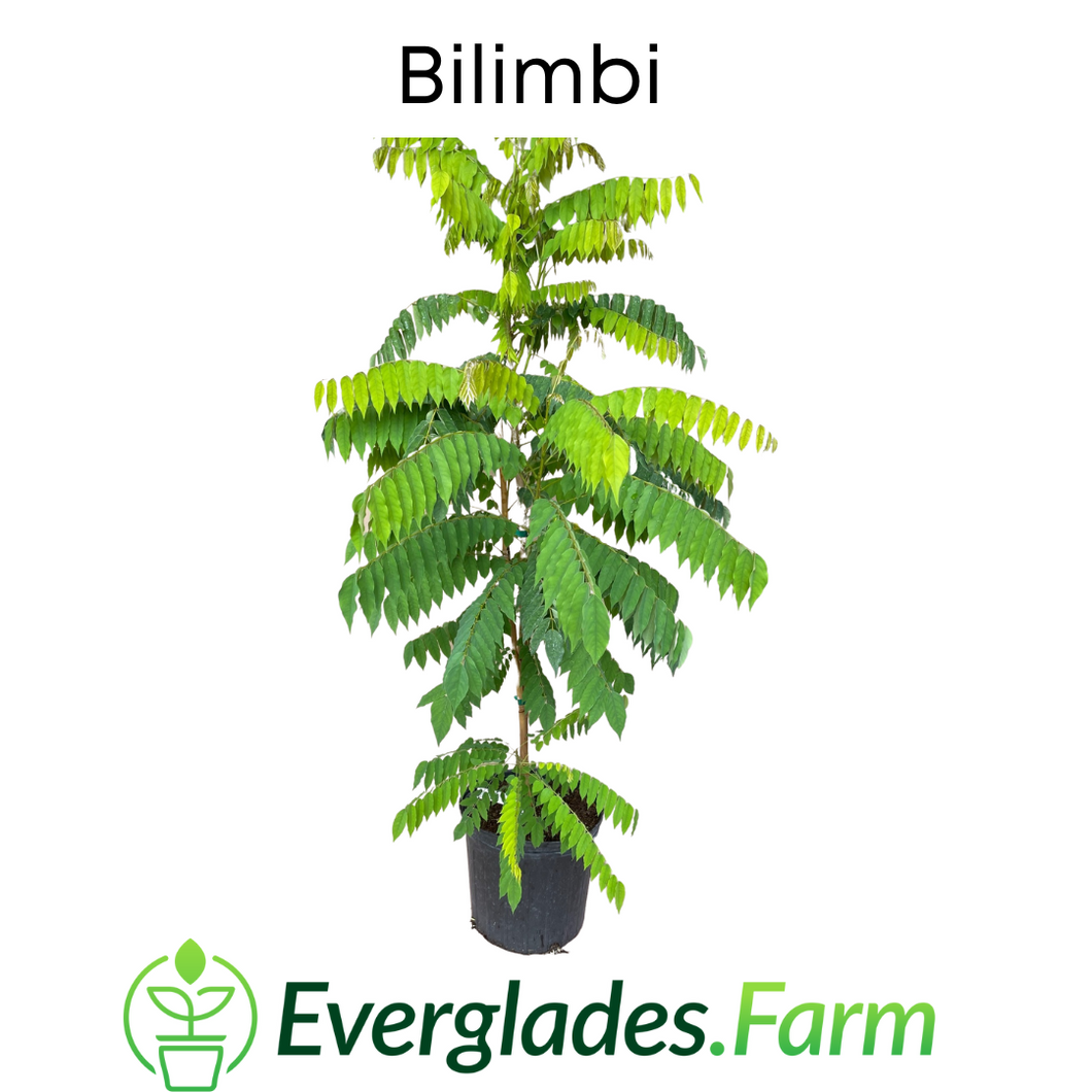 Bilimbi Tree, Fast Growing For Sale from Florida