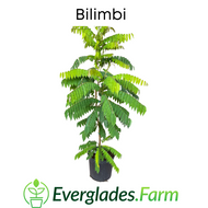 Bilimbi Tree, Fast Growing