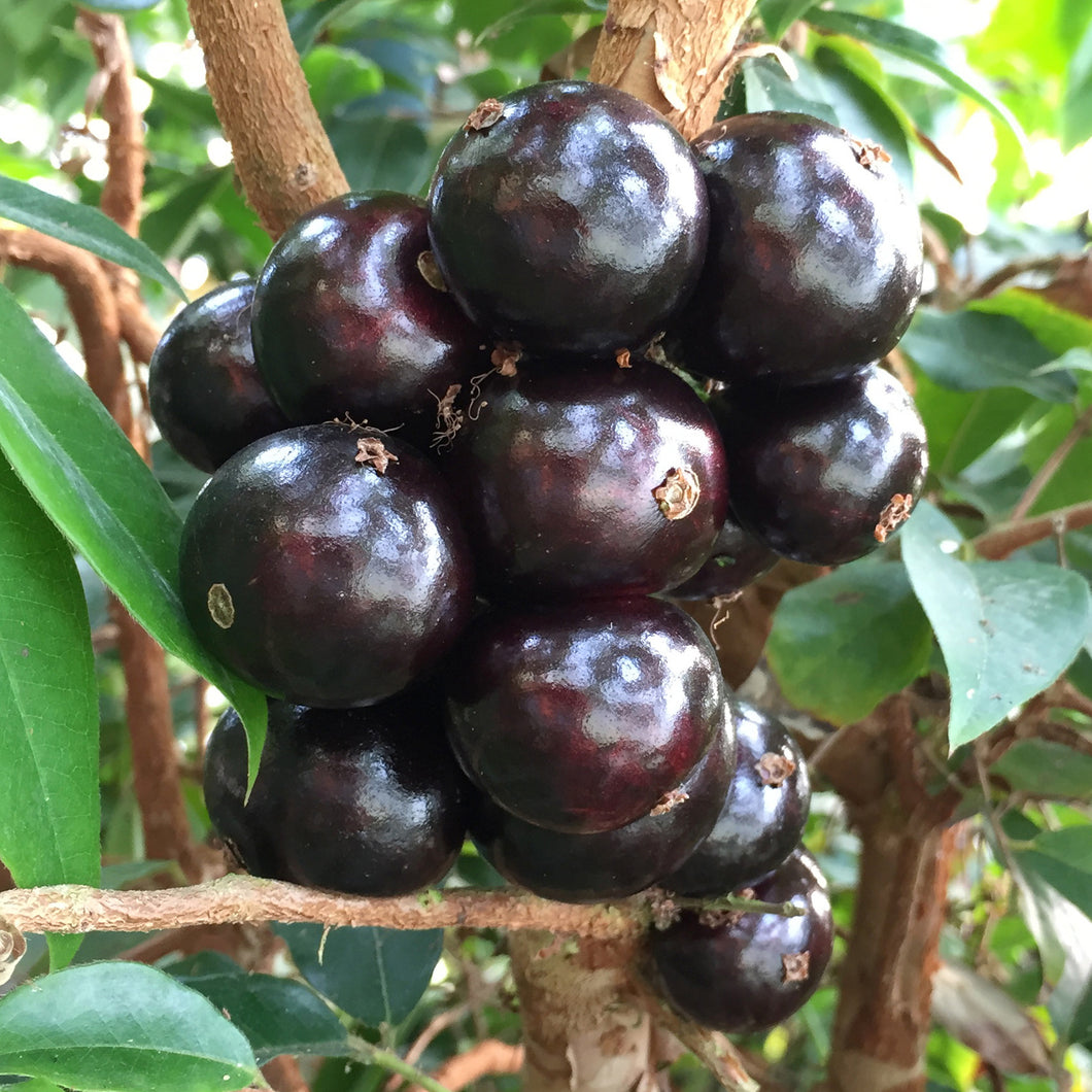 Grimal Jaboticaba Tree, Large Black Fruit, For Sale from Florida
