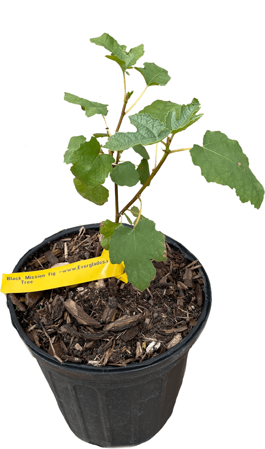 Black Mission Fig Tree 118-Agri-Starts Inc