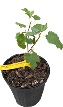 Load image into Gallery viewer, Black Mission Fig Tree
