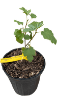 Black Mission Fig Tree, 2-3 feet tall, For Sale from Florida