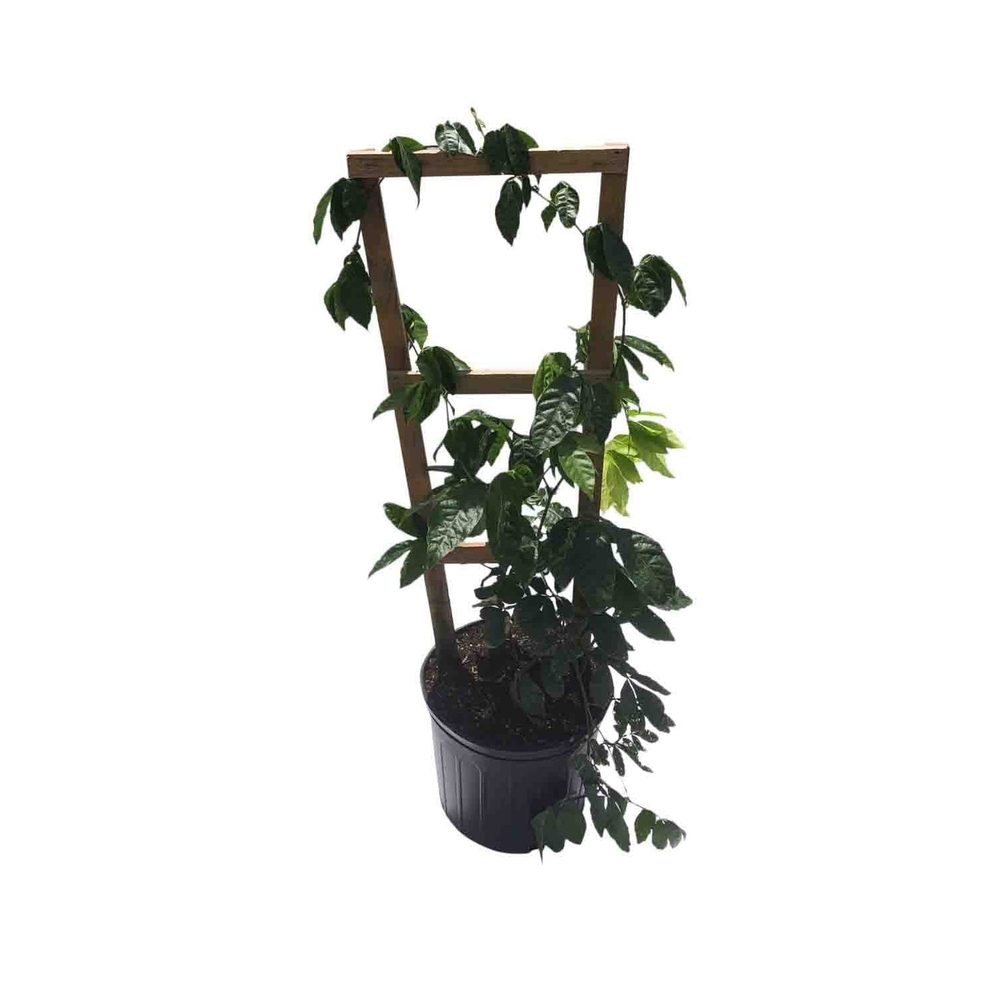 black pepper snake plant Black Pepper Plant Premium – Everglades Farm