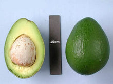 Black Princess Avocado Tree, Grafted Fruit Trees 110-Guacalina Nursery & Broker 