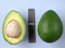 Load image into Gallery viewer, Black Prince Avocado Tree, Grafted
