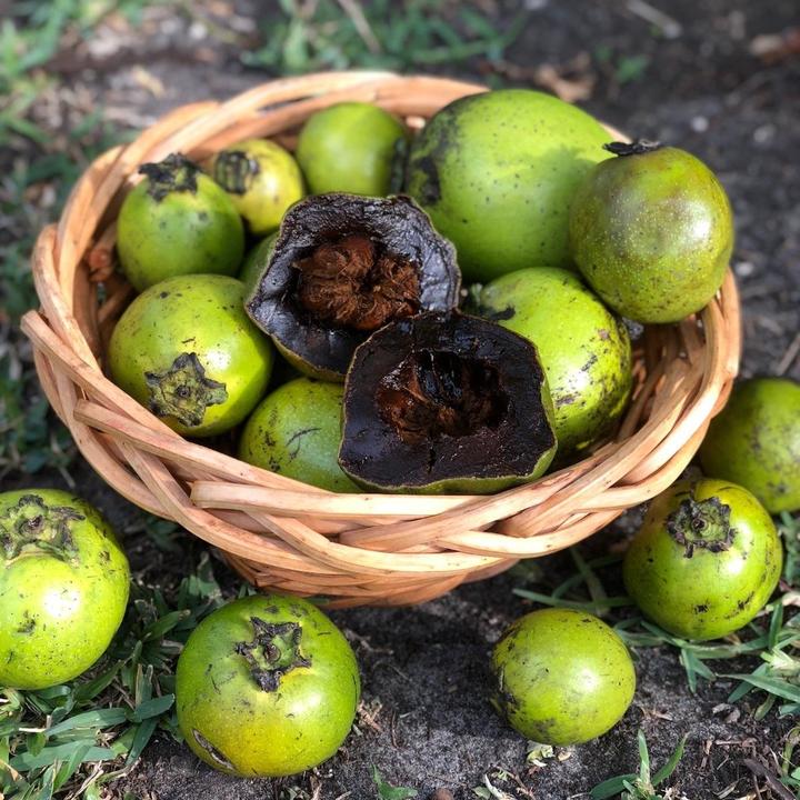 Wilson Black Sapote Tree Grafted For Sale from Florida