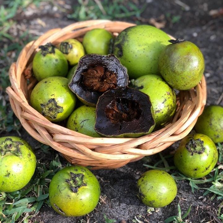 Black Sapote Bernicker Tree Grafted 100-Carlos Tropical Fruits