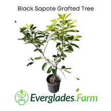 Black Sapote Reineke [Merida] Grafted Tree 100-Carlos Tropical Fruits