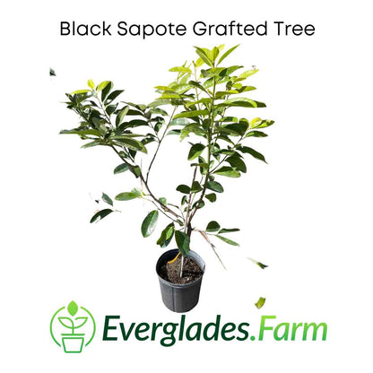 Black Sapote Tree Everglades Farm