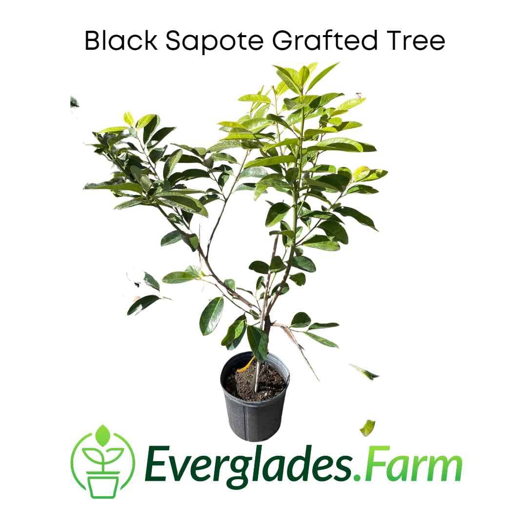 Black Sapote Bernicker Tree Grafted 100-Carlos Tropical Fruits