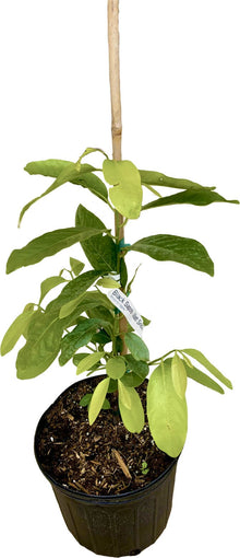 Matt Snow Black Sapote Grafted Tree 111-Lalo Melo