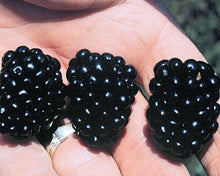 Apache Blackberry, Summer Bearing, Thornless, Plant 103-Pine Island Nursery 