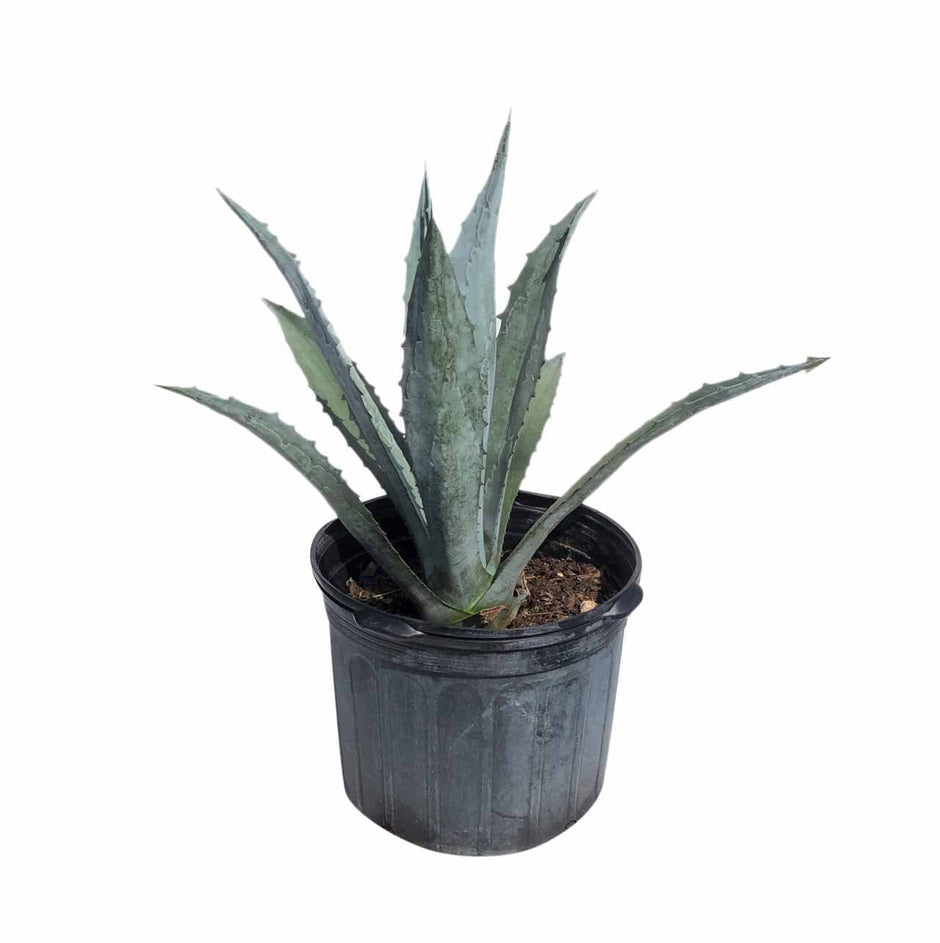 Understanding Blue Agave: Origins, Uses, and Importance – Everglades Farm