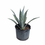 Blue Agave Maguey Agave Azul Plant in For Sale from Florida