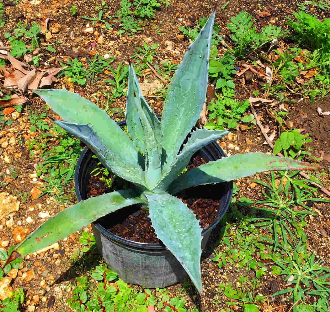 Blue Agave Maguey Agave Azul 2 Feet Tall Plant, 3-gal Container from Florida Fruit Trees Everglades Farm 