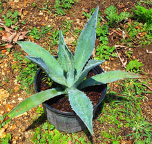 Load image into Gallery viewer, Blue Agave Maguey Agave Azul 2 Feet Tall Plant, 3-gal Container from Florida Fruit Trees Everglades Farm 

