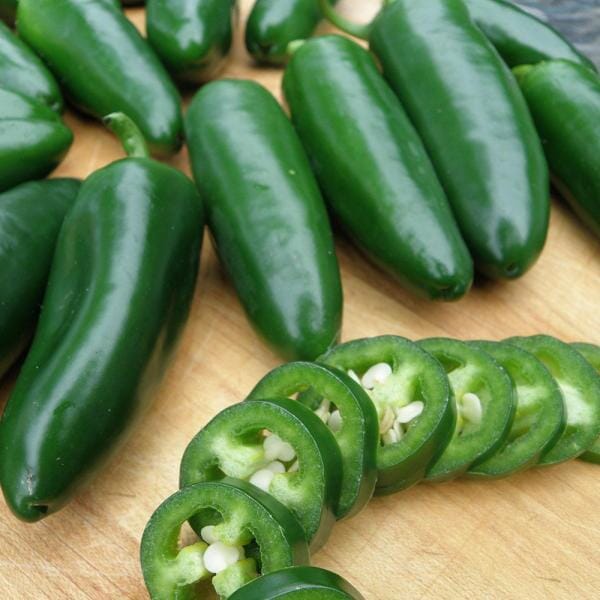 Jalapeno Hot Pepper Plant Fruit Trees 110-Guacalina Nursery & Broker