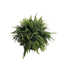 Boston Fern Plant Fruit Trees 115-Orlando Nursery