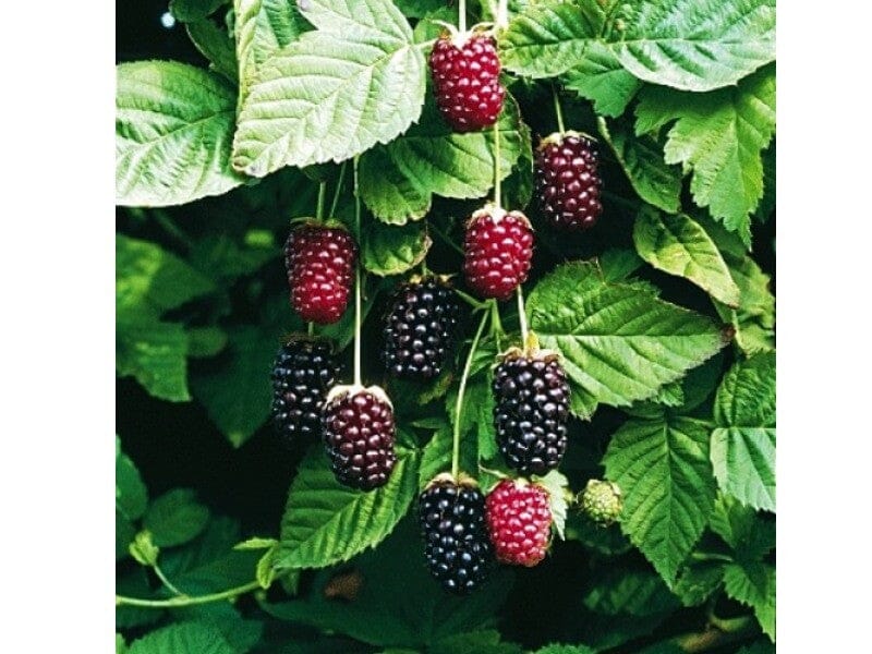 Boysenberry Bush Plant 118-Agri-Starts Inc