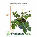 Boysenberry Bush Plant 118-Agri-Starts Inc
