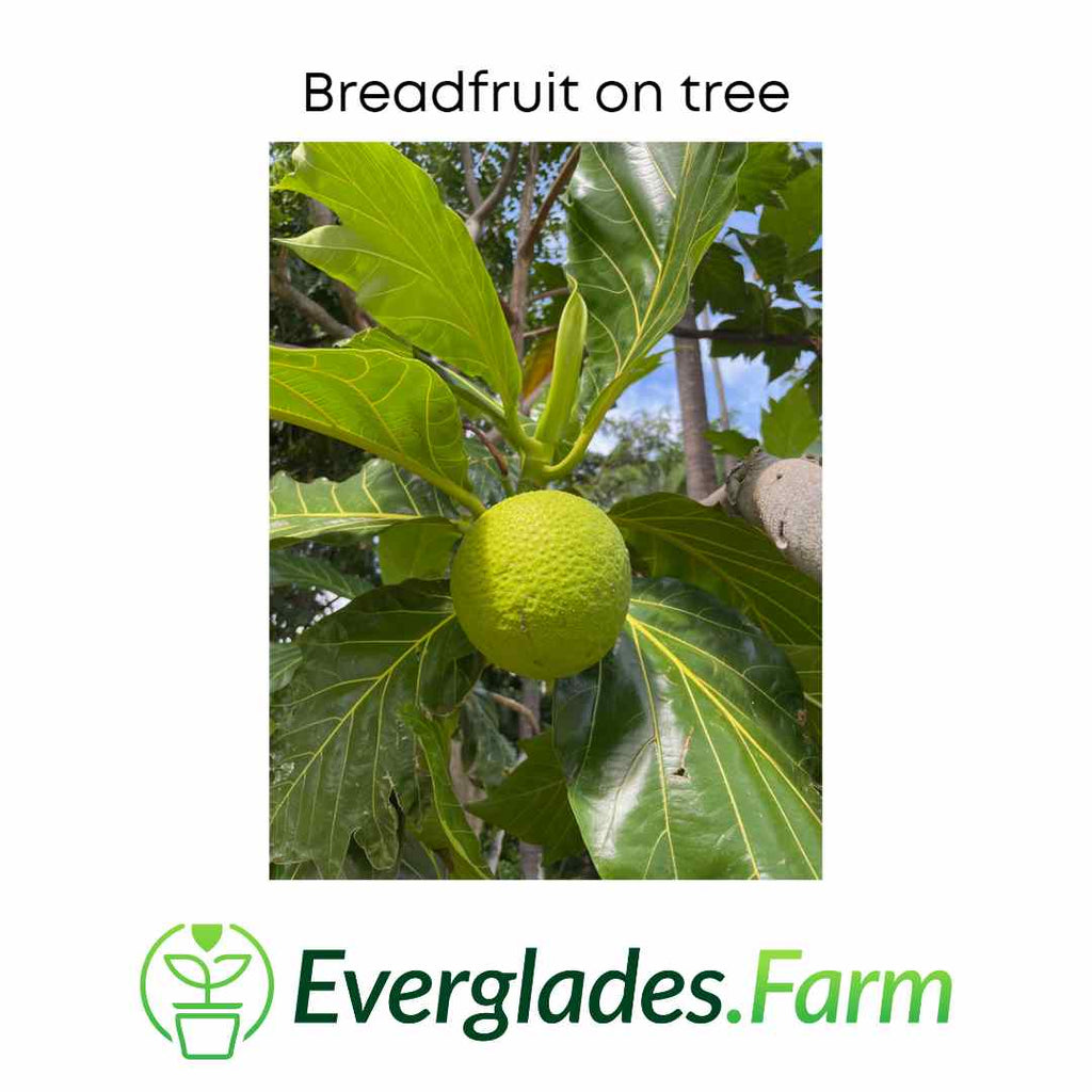 Breadfruit Tree, Air Layered 115-Orlando Nursery 