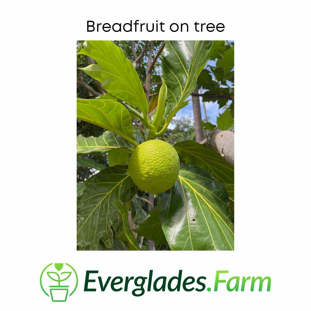 Breadfruit Tree, Air Layered 115-Orlando Nursery 