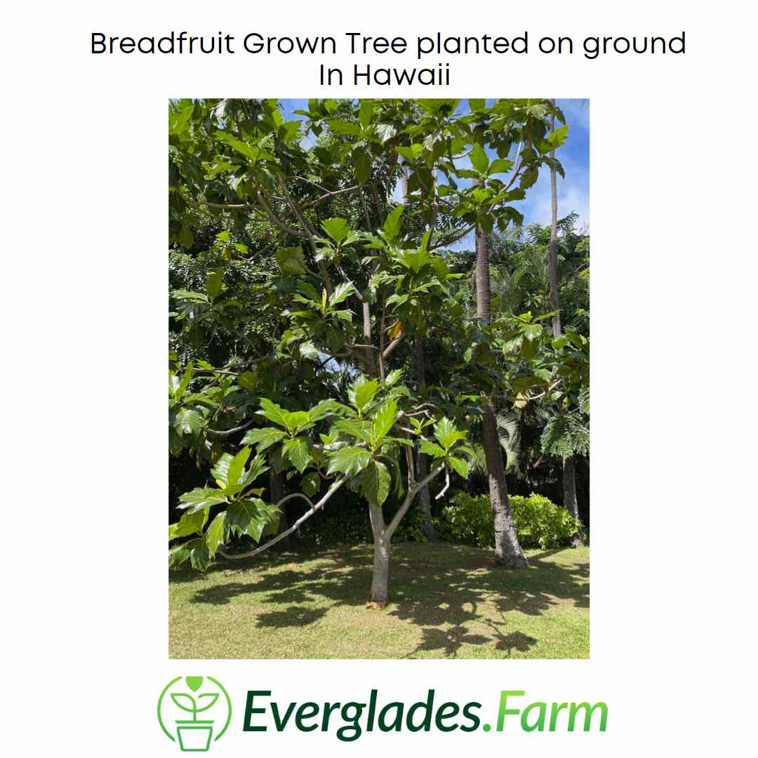 Breadfruit Tree, Air Layered 115-Orlando Nursery 
