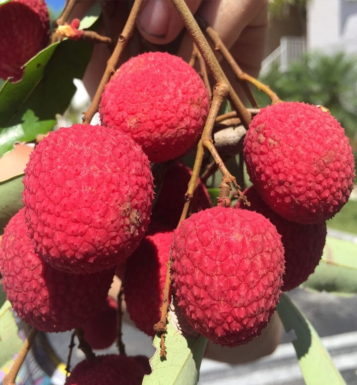 Brewster Lychee Tree Variety Air Layered Fruit Trees 100-Carlos Tropical Fruits