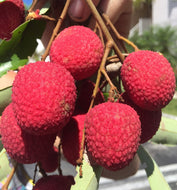 Brewster Lychee Tree Variety Air Layered, 3 Feet Tall, For Sale from Florida