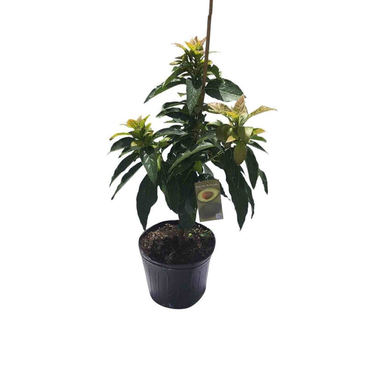 Brogdon Avocado Tree, Cold Hardy, Grafted Fruit Trees 100-Carlos Tropical Fruits 