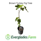 Brown Turkey Fig Tree, Dwarf Fruit Trees 100-Carlos Tropical Fruits 
